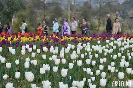 贵州哪里有郁金香花海 贵州哪里有郁金香花海
