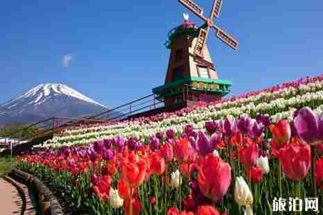 2019日本富士山郁金香节攻略 2019日本富士山郁金香节攻略