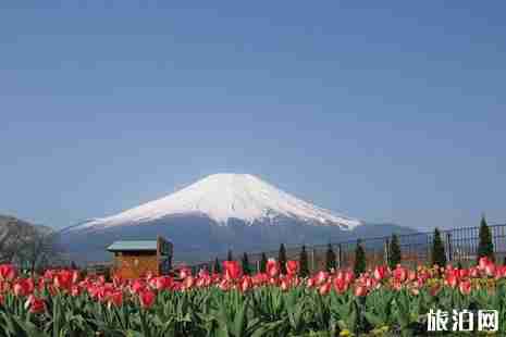 2019日本富士山郁金香节攻略 2019日本富士山郁金香节攻略