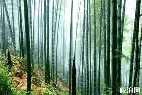 2019宁波象山西周竹笋节4月13日开启 2019宁波象山西周竹笋节4月13日开启