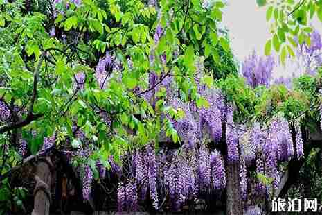 2019龙口花节盘点 桃花节+梨花节+紫藤花节 2019龙口花节盘点 桃花节+梨花节+紫藤花节