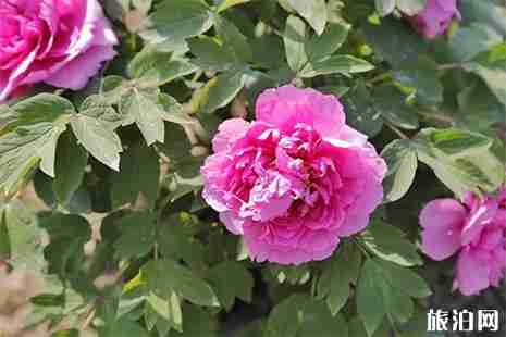 上海哪里看牡丹花 上海看牡丹花哪里最好 上海哪里看牡丹花 上海看牡丹花哪里最好