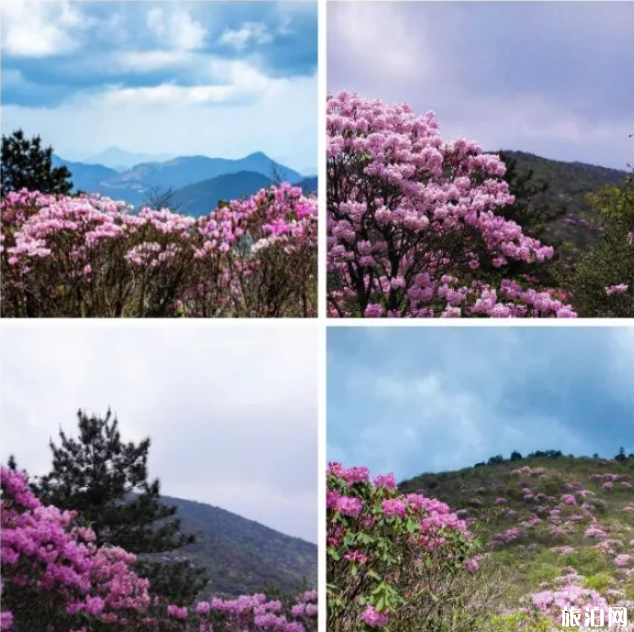 长沙哪里赏花最好 长沙周边赏花攻略