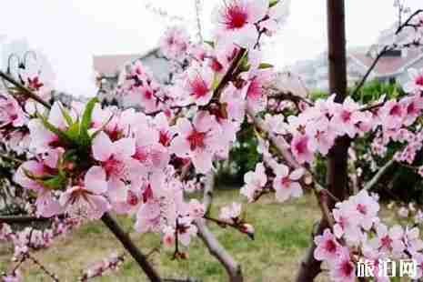 2019八师石河子4月20日开启 附赏花攻略 2019八师石河子4月20日开启 附赏花攻略
