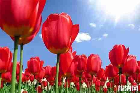 2019红崖峡谷郁金香节4月15日开启 附游玩攻略 2019红崖峡谷郁金香节4月15日开启 附游玩攻略