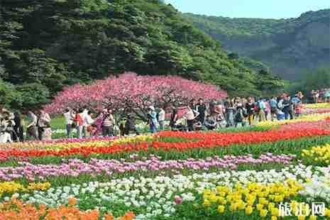 2019红崖峡谷郁金香节4月15日开启 附游玩攻略 2019红崖峡谷郁金香节4月15日开启 附游玩攻略
