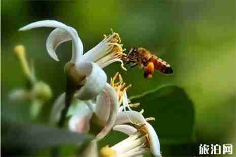 2019安岳柠檬节4月19日开启 附活动信息 2019安岳柠檬节4月19日开启 附活动信息