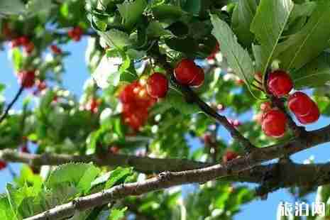 自贡周边摘樱桃地点攻略