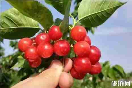 自贡周边摘樱桃地点攻略