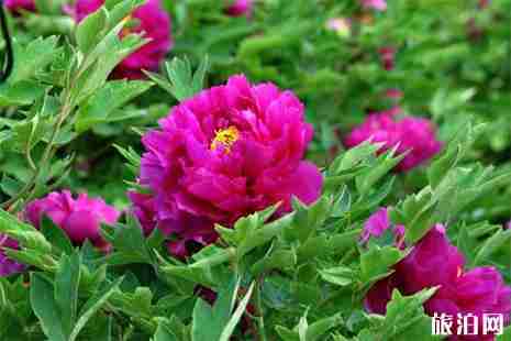 2019河北沙河兴固村牡丹花节4月15日开启 附游玩线路