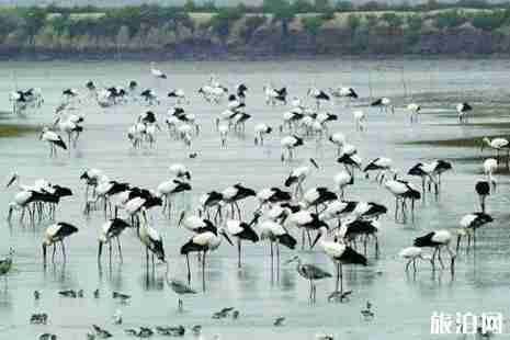 2019年辽宁观鸟地方推荐