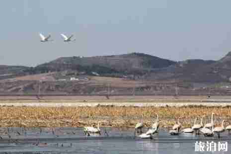 2019年辽宁观鸟地方推荐