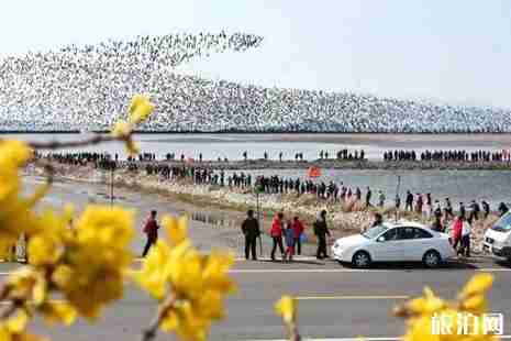 2019年辽宁观鸟地方推荐