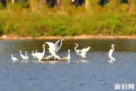2019年辽宁观鸟地方推荐