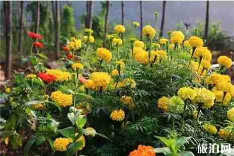 2019沙河市桃花源桃花牡丹观赏节4月16日开启 2019沙河市桃花源桃花牡丹观赏节4月16日开启