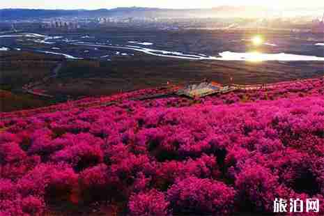 呼伦贝尔杜鹃花最佳赏花地点推荐