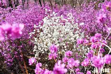 呼伦贝尔杜鹃花最佳赏花地点推荐