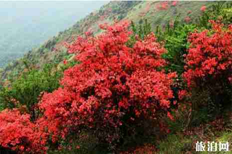 浙江杜鹃花哪里最有名 浙江杜鹃花哪里最有名