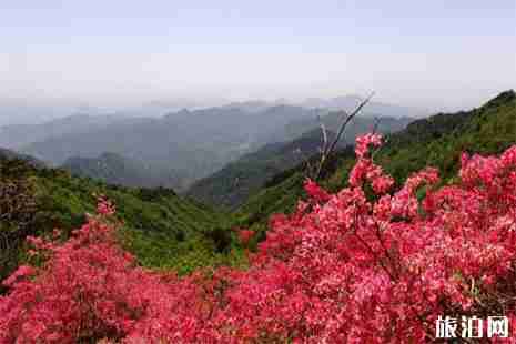 浙江杜鹃花哪里最有名 浙江杜鹃花哪里最有名