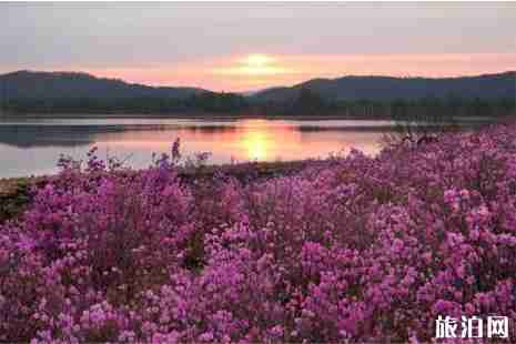 浙江杜鹃花哪里最有名 浙江杜鹃花哪里最有名