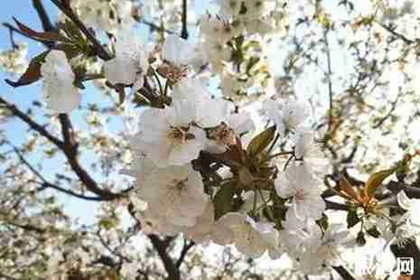 2019西集樱桃节什么时间+门票+地址+介绍 2019西集樱桃节什么时间+门票+地址+介绍