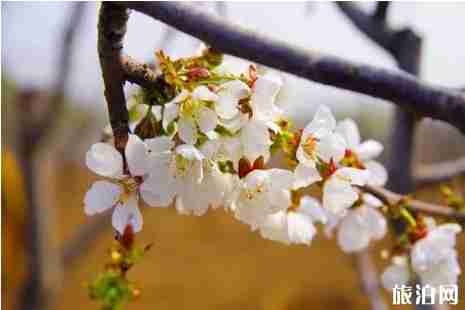 2019西集樱桃节什么时间+门票+地址+介绍 2019西集樱桃节什么时间+门票+地址+介绍