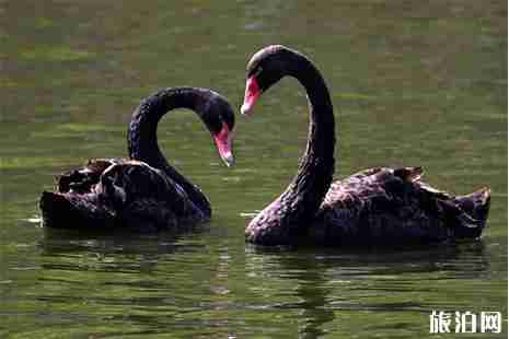 2019石家庄动物园门票+营业时间信息