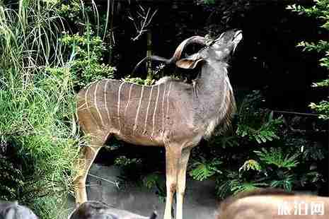 2019石家庄动物园门票+营业时间信息