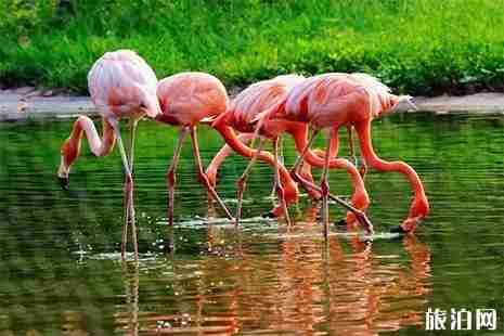 2019石家庄动物园门票+营业时间信息