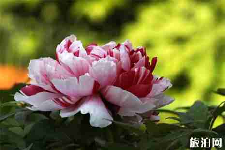 2019洛阳应天门灯光秀时间