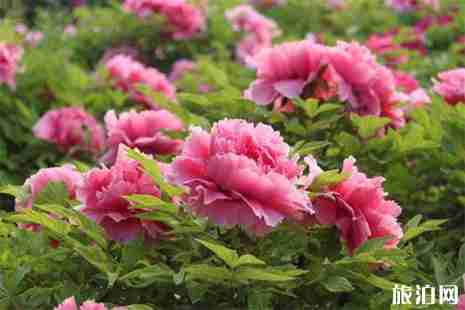 2019上海松江牡丹花节门票信息