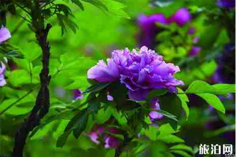 2019上海松江牡丹花节门票信息