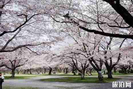 大連櫻花在哪看 大連櫻花賞花攻略