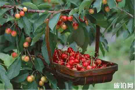 仁寿樱桃基地在哪里 仁寿文林镇樱桃采摘节4月17日开启 仁寿樱桃基地在哪里 仁寿文林镇樱桃采摘节4月17日开启