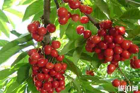 仁寿樱桃基地在哪里 仁寿文林镇樱桃采摘节4月17日开启 仁寿樱桃基地在哪里 仁寿文林镇樱桃采摘节4月17日开启