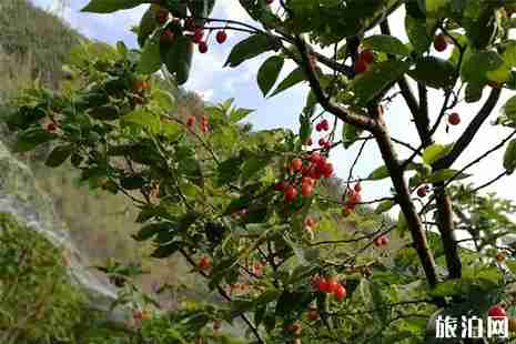 興義市母奶櫻桃谷采摘攻略 價(jià)格+交通指南