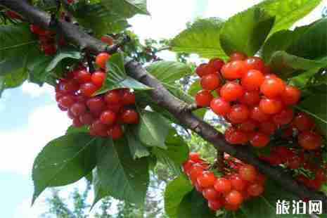 遵義櫻桃采摘 遵義櫻桃采摘地盤點