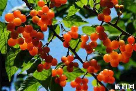 遵義櫻桃采摘 遵義櫻桃采摘地盤點