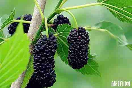 2019重慶桑葚采摘價(jià)格+時(shí)間+地址