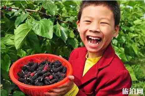 2019重慶桑葚采摘價(jià)格+時(shí)間+地址