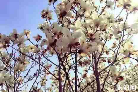 2019奉化賞花地點攻略