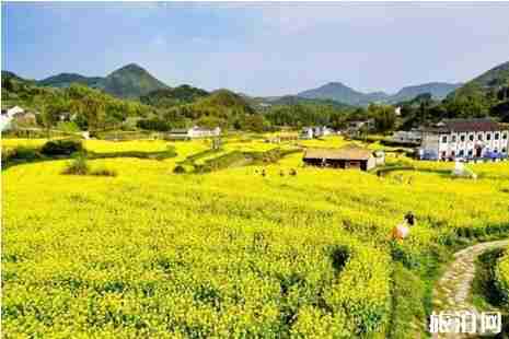 2019奉化賞花地點攻略