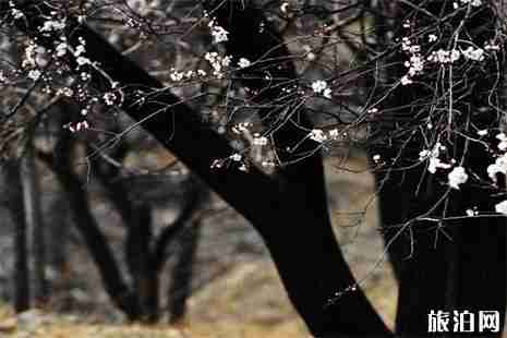 延慶杏花在哪看 附賞花指南 延慶杏花在哪看 附賞花指南