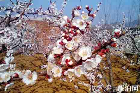 延慶杏花在哪看 附賞花指南 延慶杏花在哪看 附賞花指南