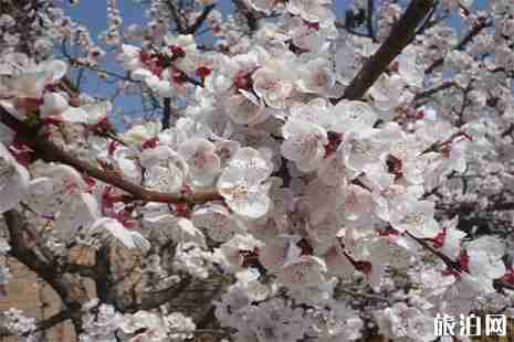 2019陽高杏花節(jié)4月19日開啟 2019陽高杏花節(jié)4月19日開啟