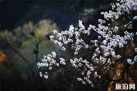延慶杏花在哪看 附賞花指南 延慶杏花在哪看 附賞花指南