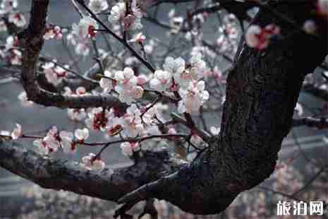 2019呼和浩特烏素圖杏花節4月19日開啟 2019呼和浩特烏素圖杏花節4月19日開啟