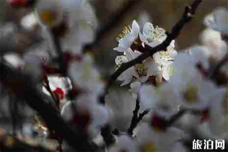 2019呼和浩特烏素圖杏花節4月19日開啟 2019呼和浩特烏素圖杏花節4月19日開啟