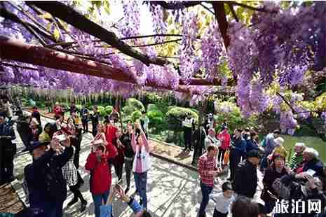 嘉定紫藤花園地址 嘉定紫藤花賞花攻略