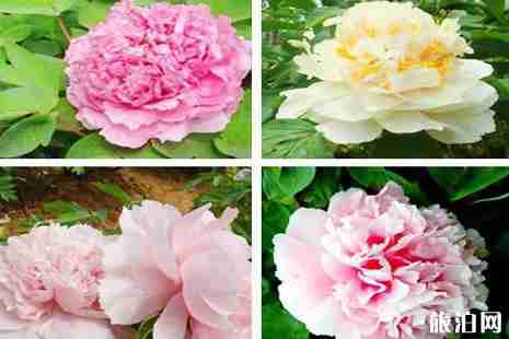 2019洛陽兩日游最佳攻略